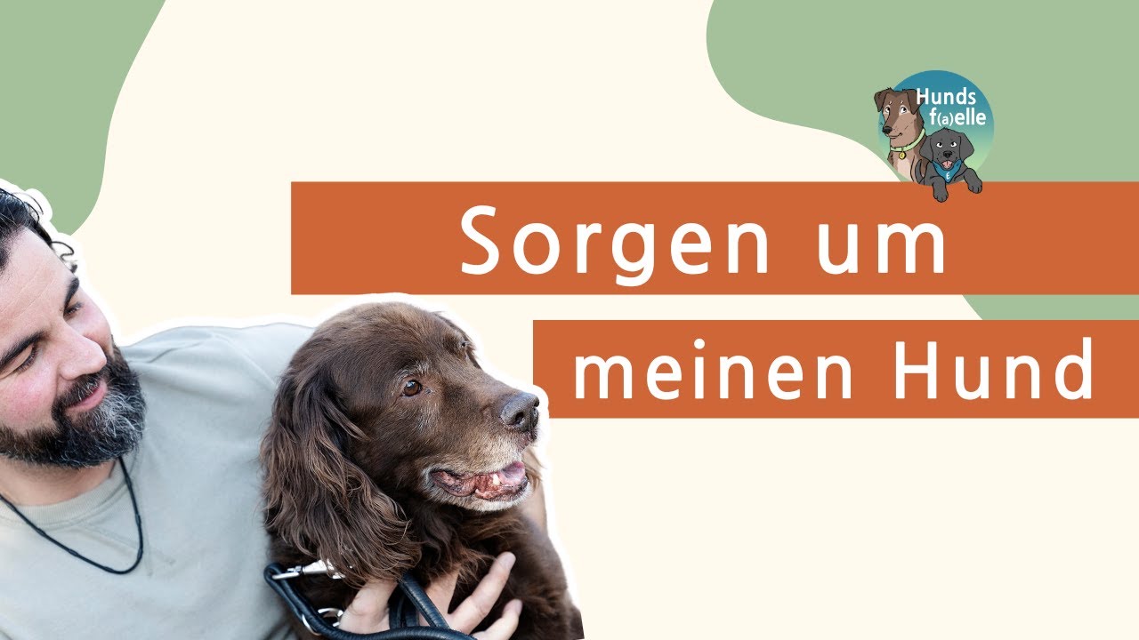 Sorgen um den Hund? So erkennst du, was normal ist und was nicht.