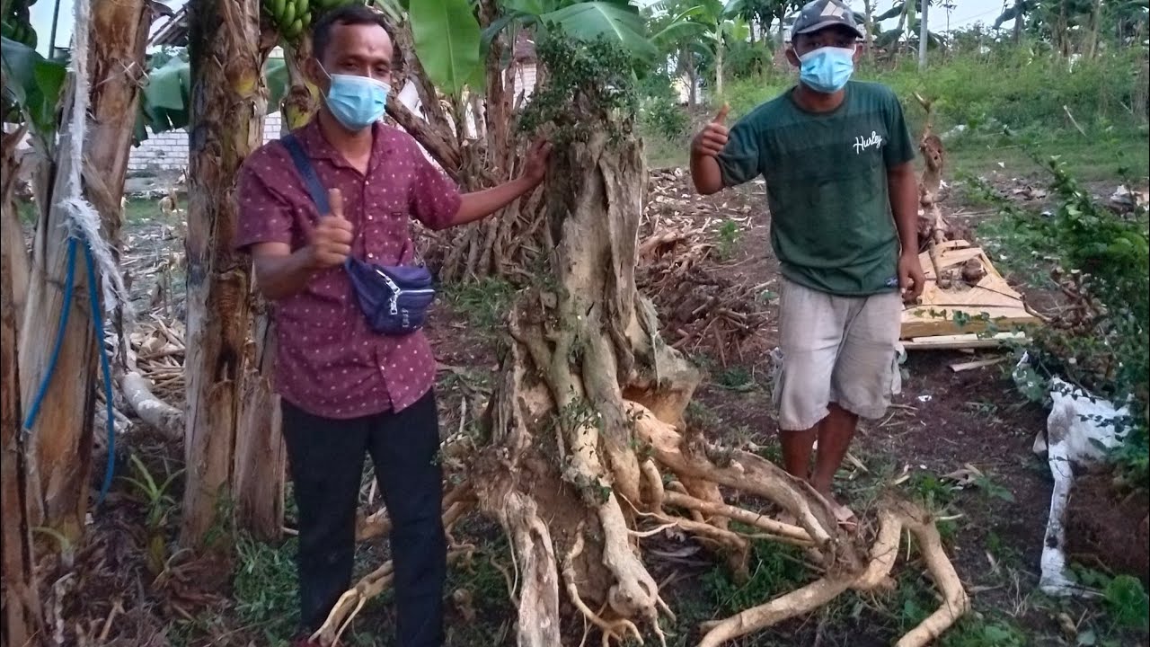 TEMPAT PASAR BAHAN DONGKELAN BONSAI JUMBO MURAH DI MAS EDO. 081336047544