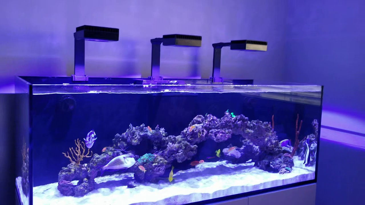 RedSea Reefer 525 XL Saltwater Aquarium