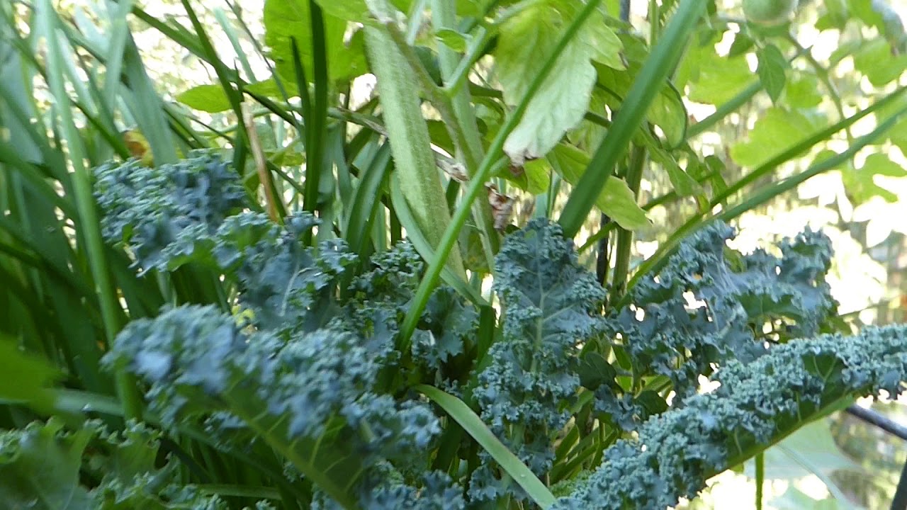 Mischkultur auf dem Balkon: Wieviel wächst in einem 60er Balkonkasten?  Sehr viel 😀 - Überfluss!
