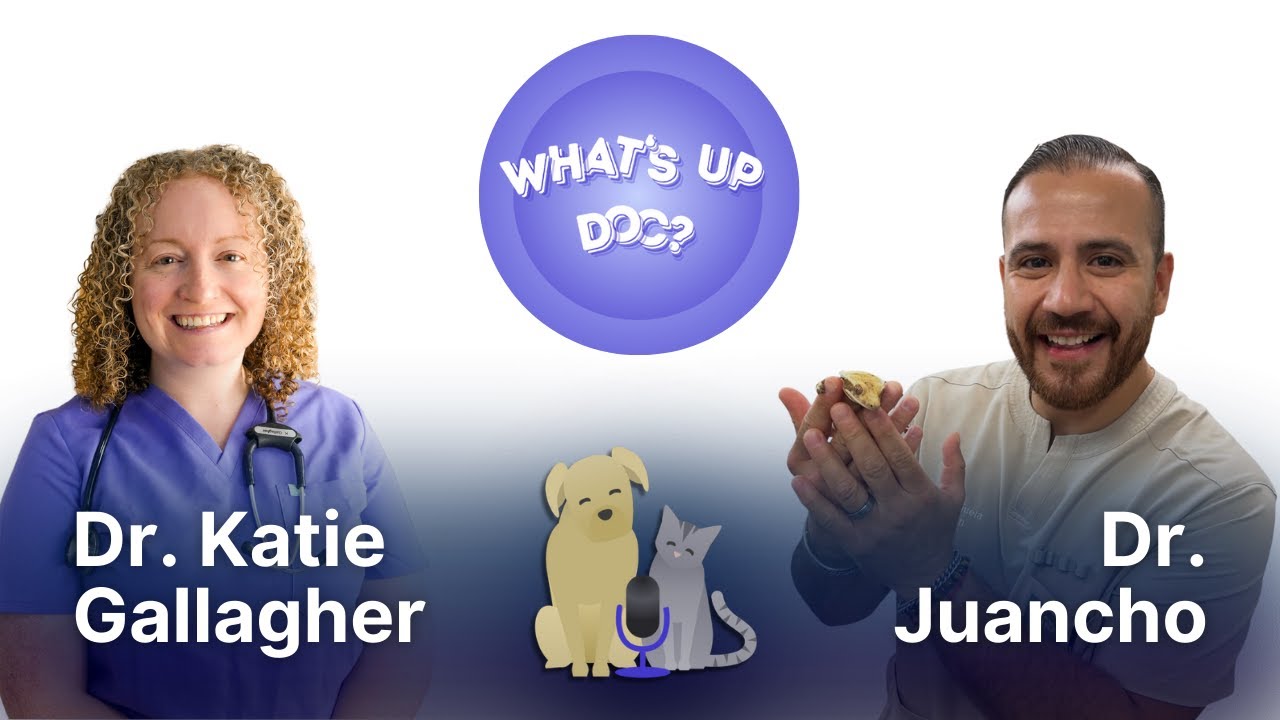 Creating Community in Veterinary Medicine: A Conversation with Juancho, DVM
