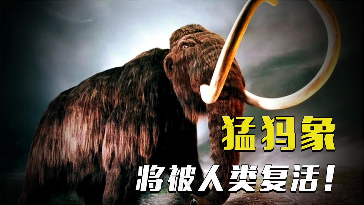 猛犸象可能复活？人类将亲眼见证已灭绝物种！【科普任意门】