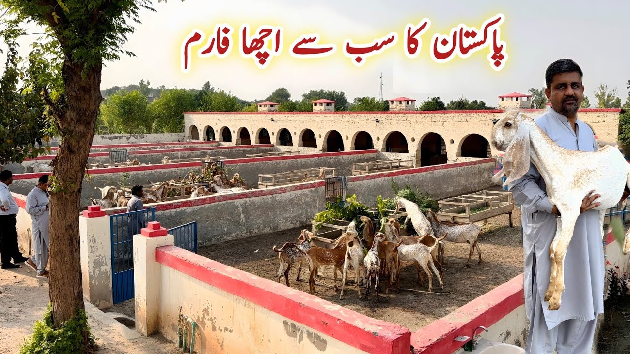 Pakistan Best Makhi Cheeni Goats Farm | Pirzada Goat Farm | Goat Farming Business in Pakistan 