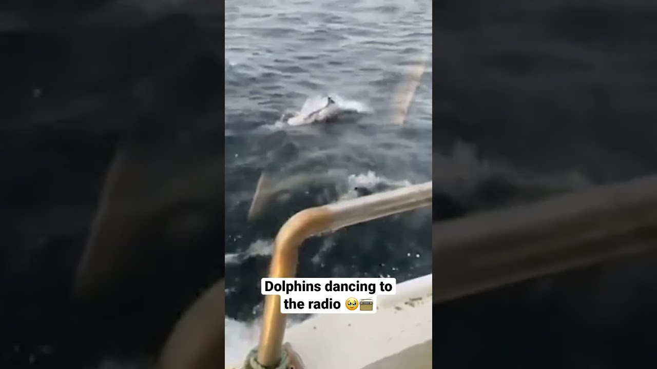 Even the dolphins off the Blasket Islands are into The Ian Dempsey Breakfast Show Kickstarter Song🐬