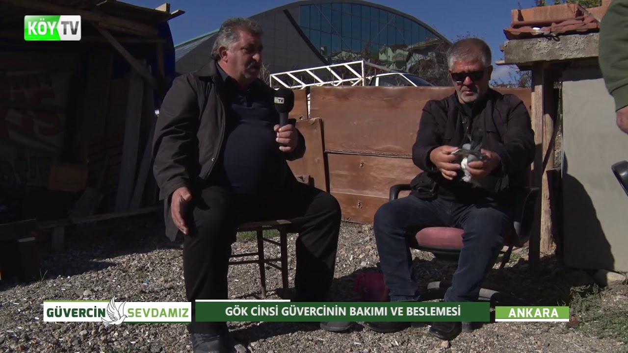 GÜVERCİN SEVDAMIZ | GÖK CİNSİ GÜVERCİNİN BAKIMI