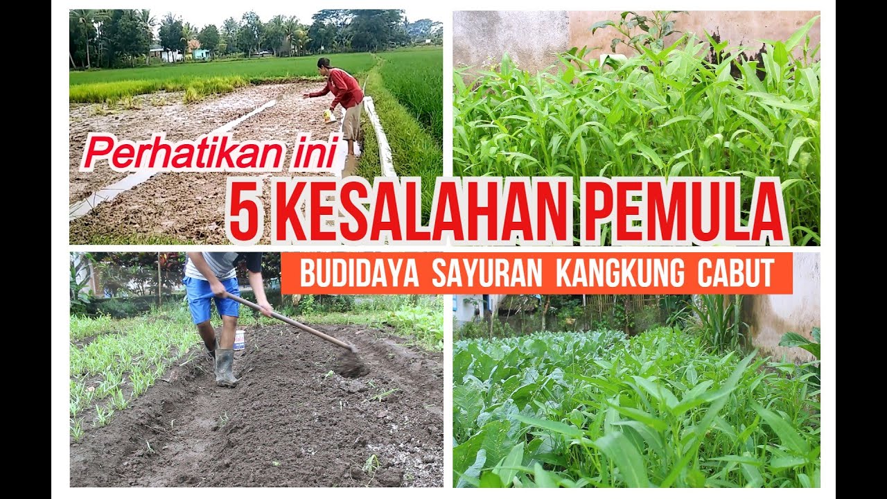 KESALAHAN PEMULA DALAM MENANAM DAN MERAWAT TANAMAN SAYURAN KANGKUNG