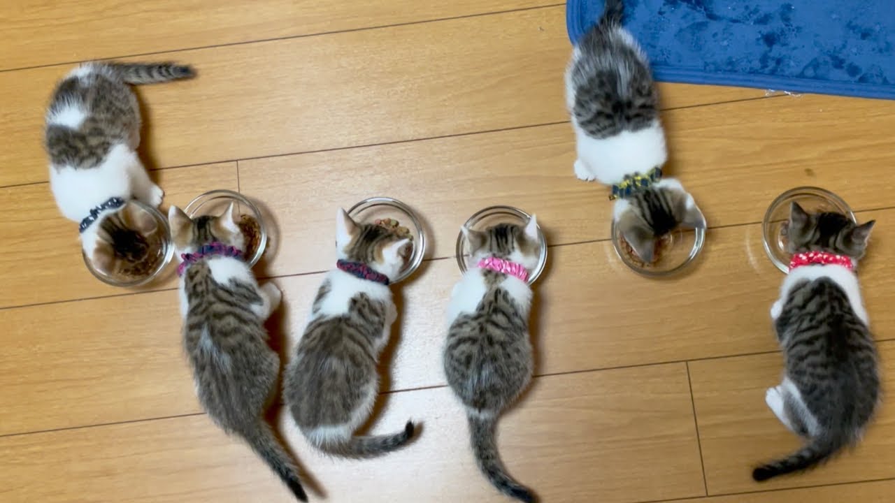 今日も大好きな兄弟達と一緒に食事。食べ方にも個性が出てきて、一生懸命噛みしめる姿はいつまででも見てられます。