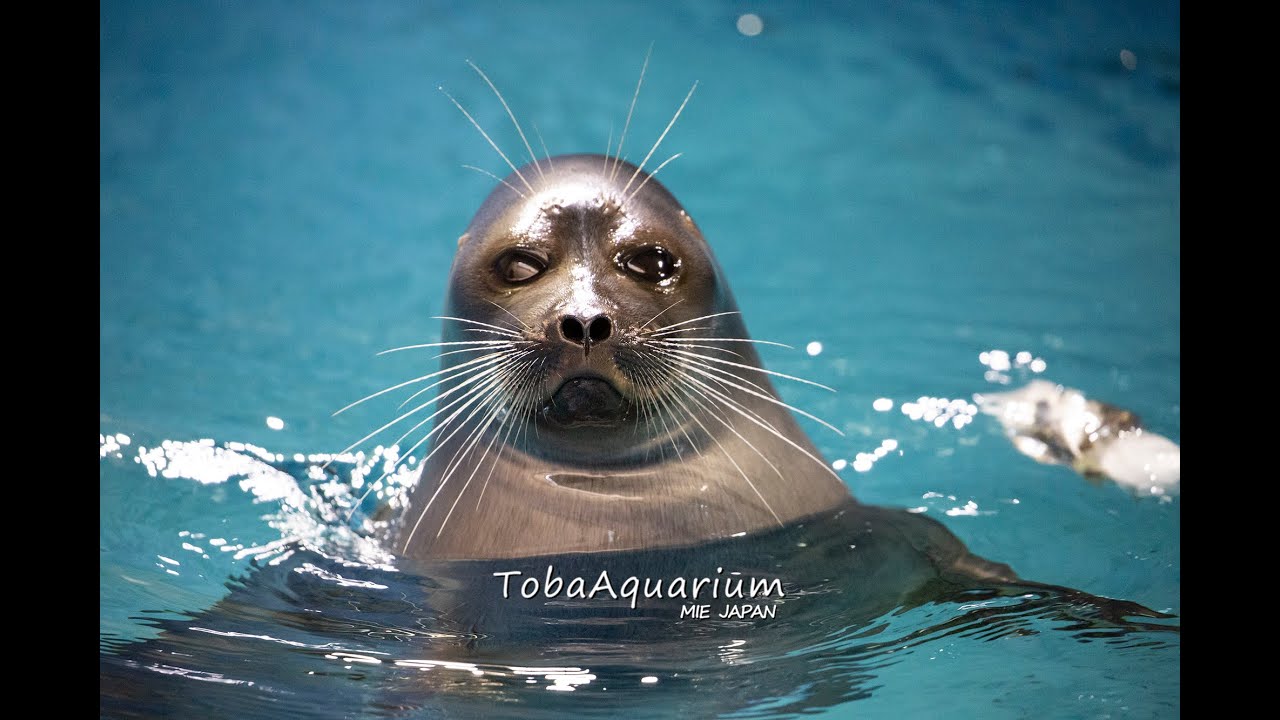 《鳥羽水族館》バイカルアザラシ「ニコ」3歳の誕生日🎂