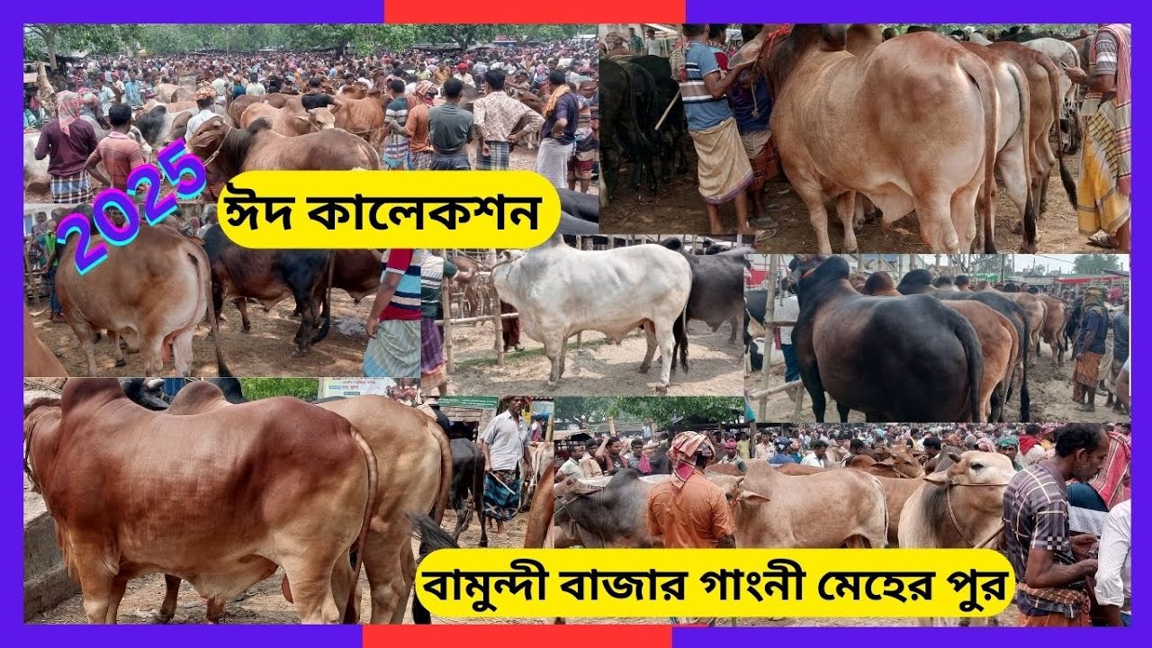 কোরবানীর ঈদকে সামনে রেখে বড় বড় ষাঁড়  কেমন যাচ্ছে Bamundi famous cow market2025