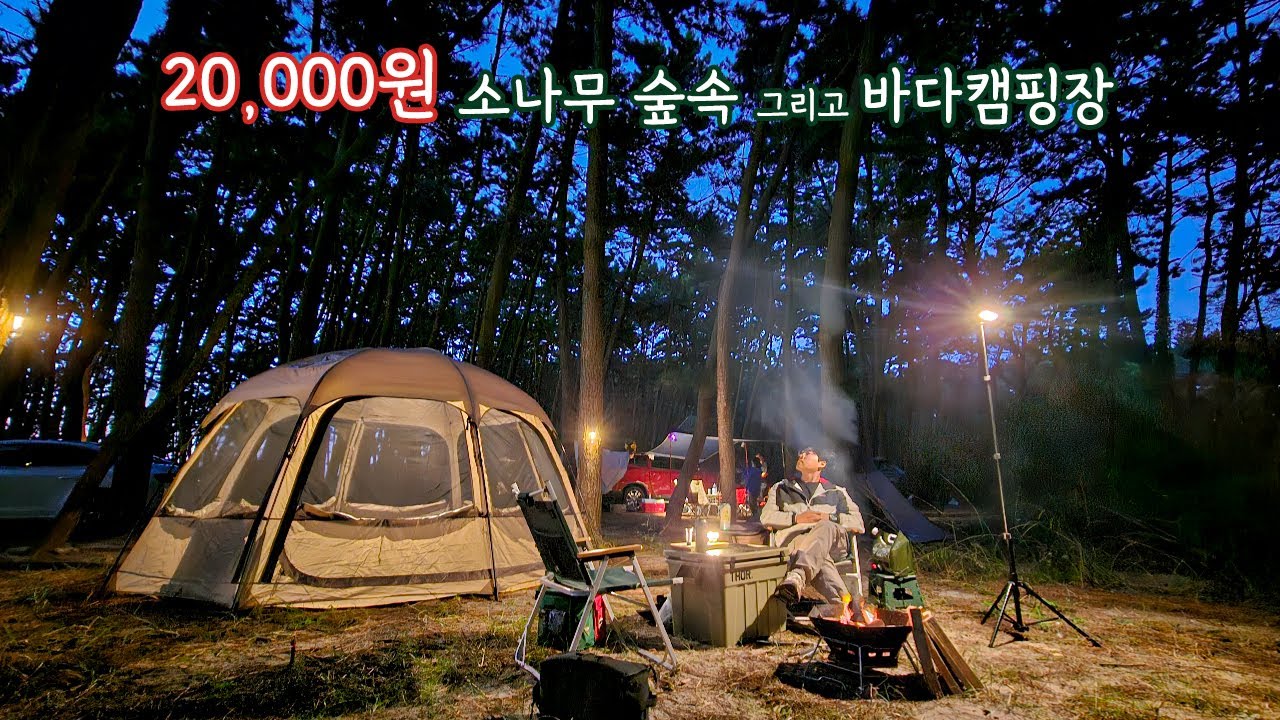 예약없이 오전 8시 입실하는 단돈 20,000원 캠핑장!/ 소나무 숲과 바다 캠핑을 한번에 / 서천 춘장대 해수욕장 솔내음 야영장 / 아리랑 아롱사태