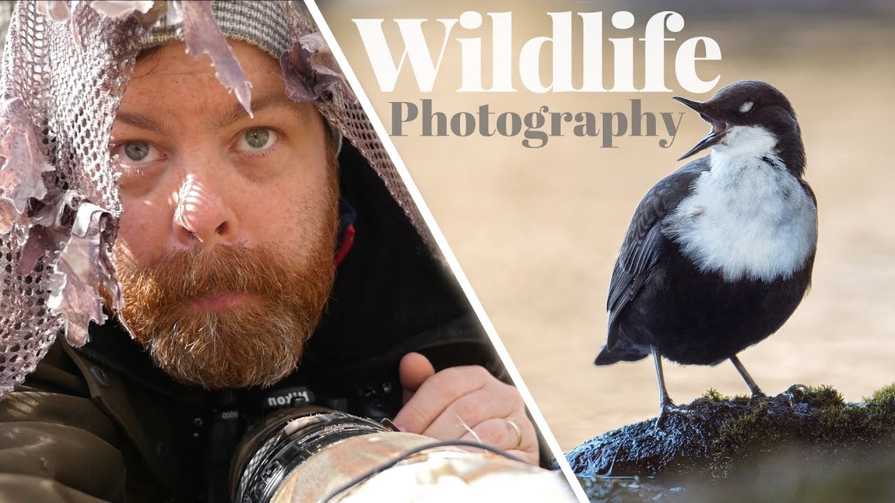Finding the right background I WILDLIFE PHOTOGRAPHY