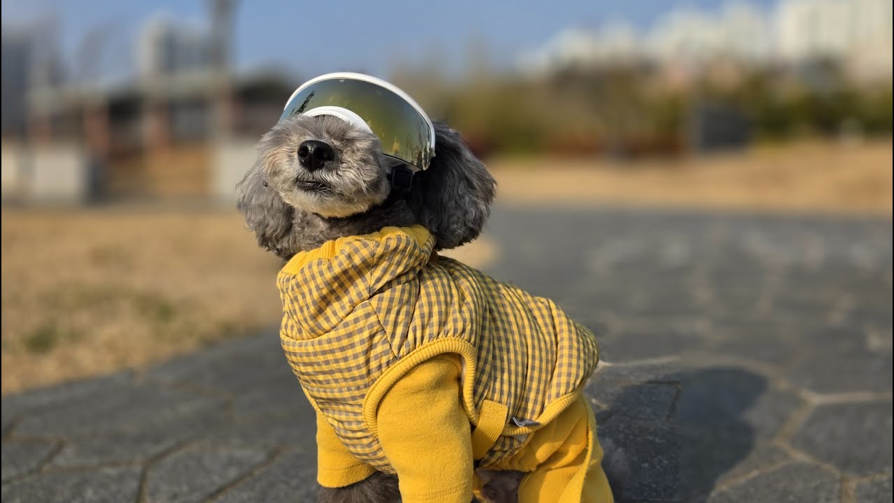26년 1월 매일 산책 ASMR 464일차 [POV: Dog walk in Busan 🐾 | ASMR — Day 464 (Korea, Jan ’26)]