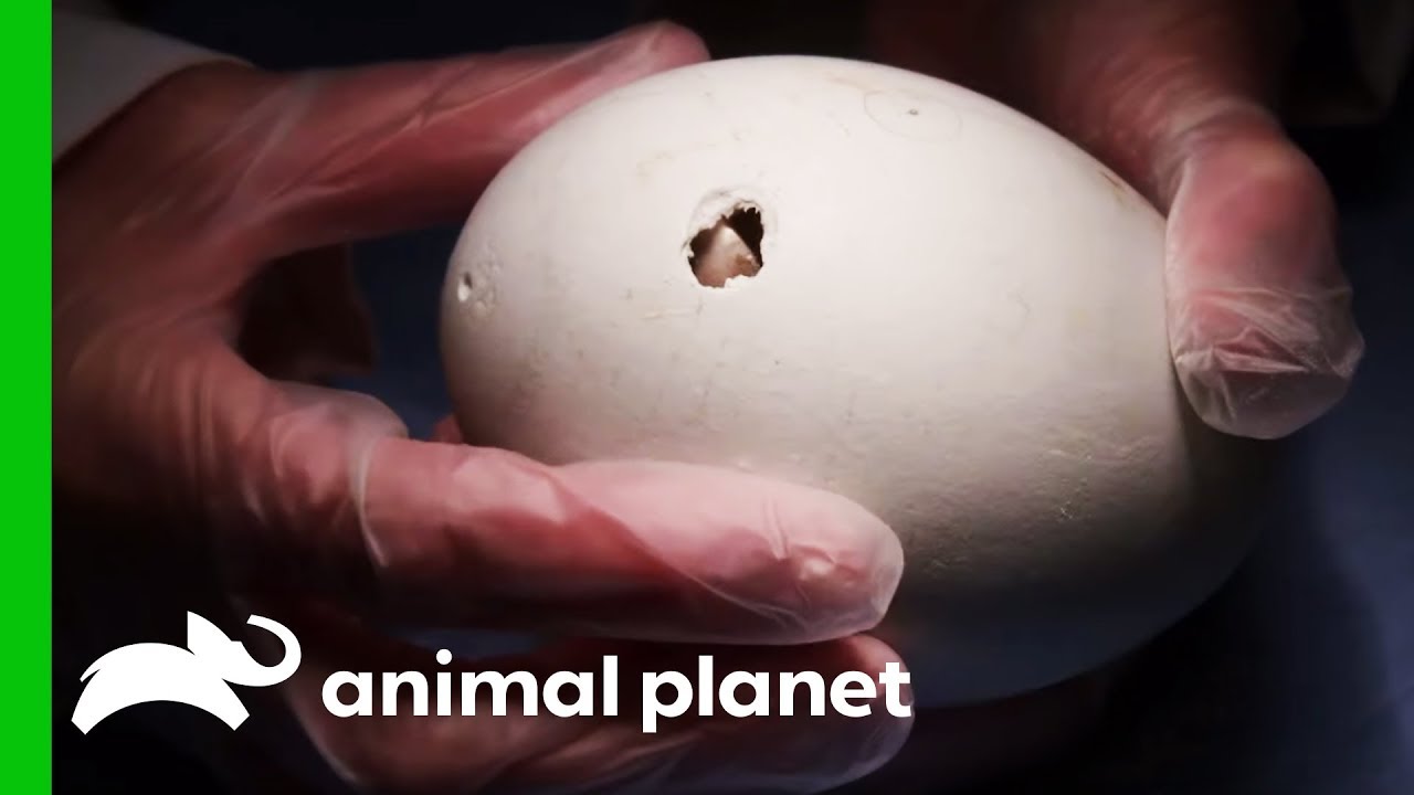Keepers Help California Condor Chick To Hatch! | The Zoo: San Diego