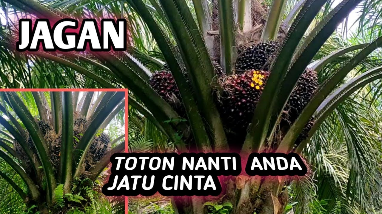 AUTO KAYA || SAWIT IDAMAN PETANI  || KEBUN SAWIT SEU SUPREME