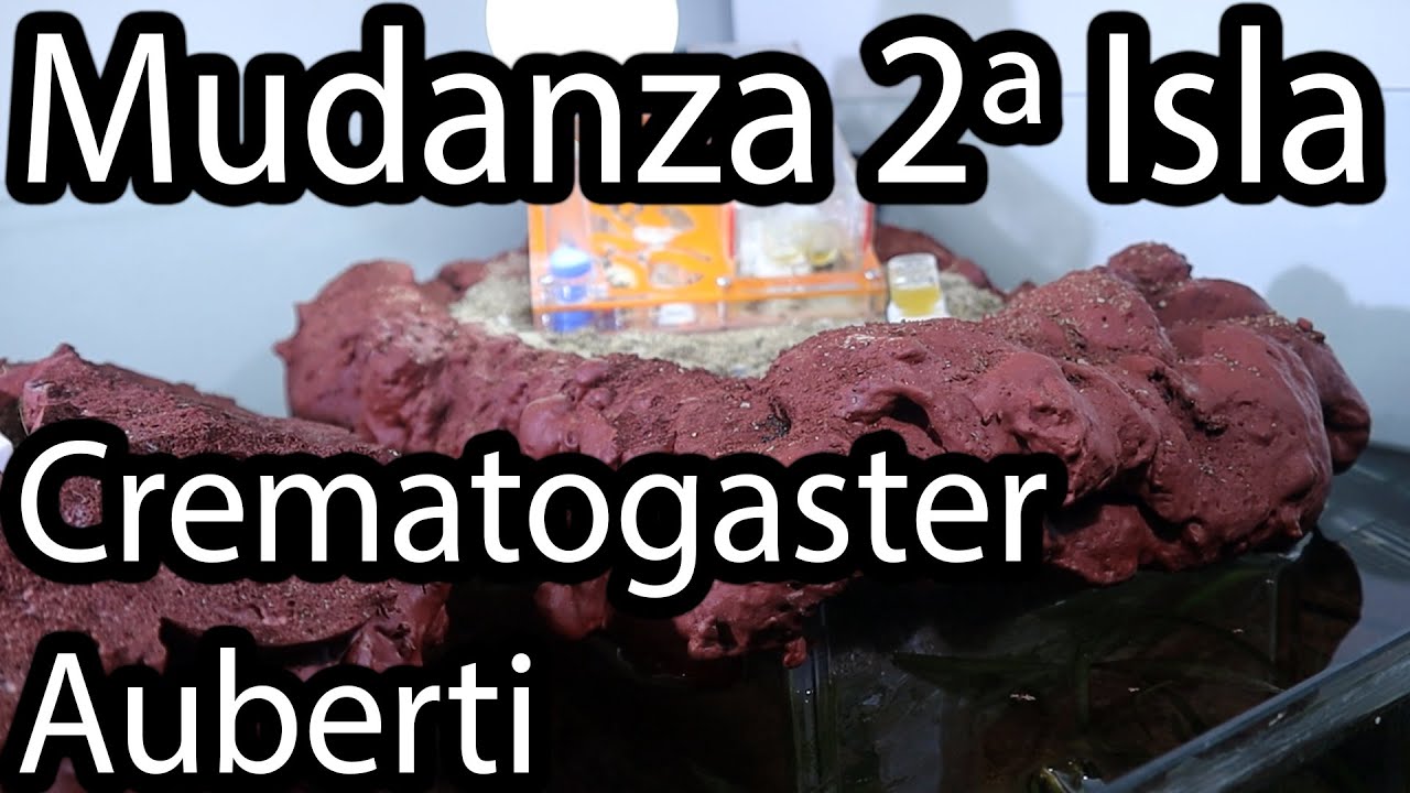 Mudanza de Crematogaster Auberti a la Segunda Isla del Vivario. Hormiguero de Tierra y Espuma