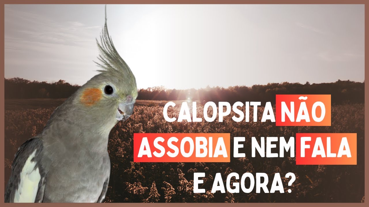 Por que algumas calopsitas não assobiam ou falam? Descubra agora!