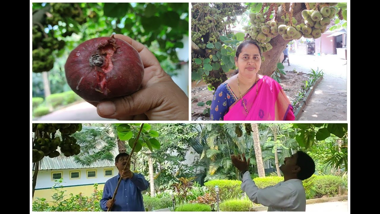 ఎంత పెద్ద అంజీర పండు(Fig) Anjeer/ ఈ చెట్టు గురించి అడుగుతున్నారు కదా చూడండి..