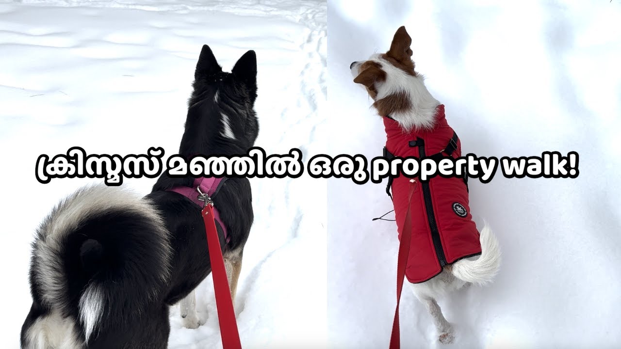 Off-Grid Life in Canada | Xmas weekend on 9 Acres of Land