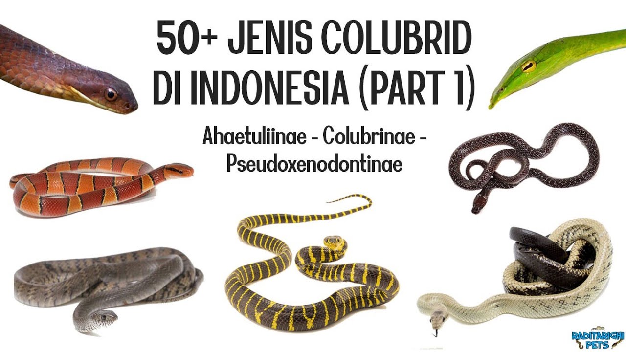 Более 50 видов змей Colubridae в Индонезии. Часть 1 (1/2)