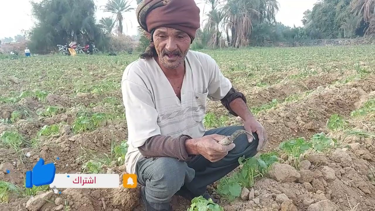 كم نبات في الجورة  للبامية