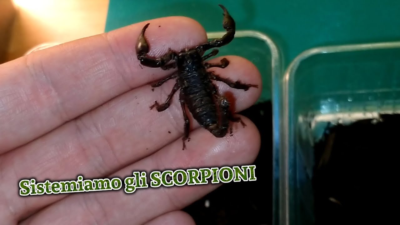 Sistemiamo gli SCORPIONI - Heterometrus petersii Rehouse