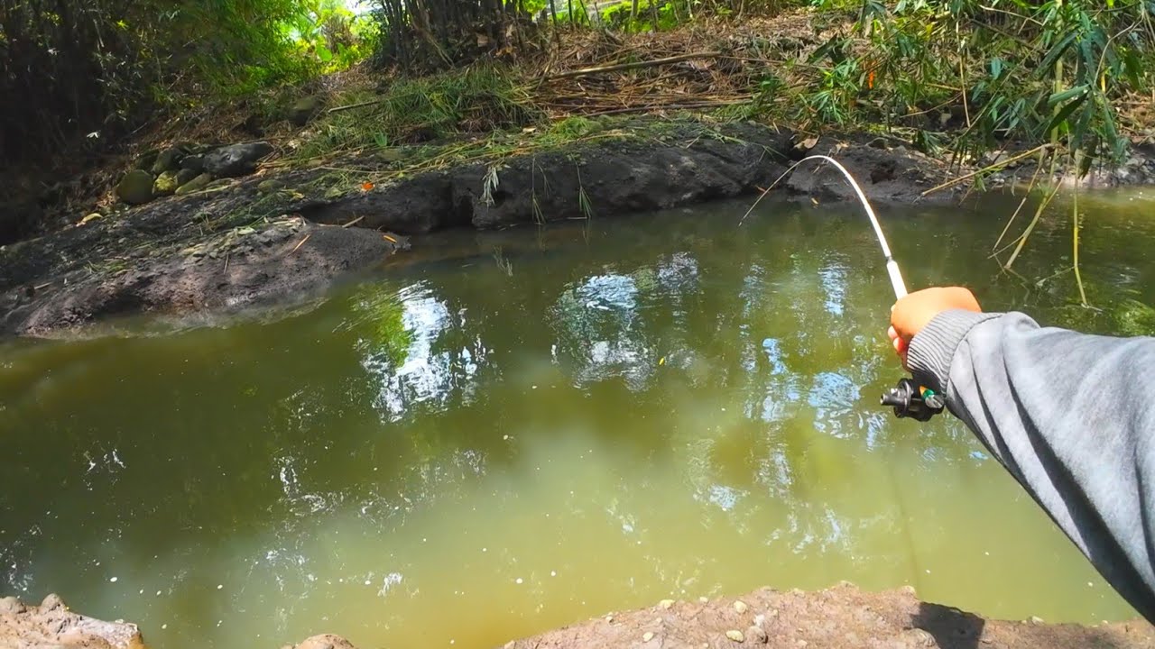 Awalnya ragu‼️Setelah di coba ternyata banyak ikannya‼️Mancing wader di sungai rogo bangsan‼️
