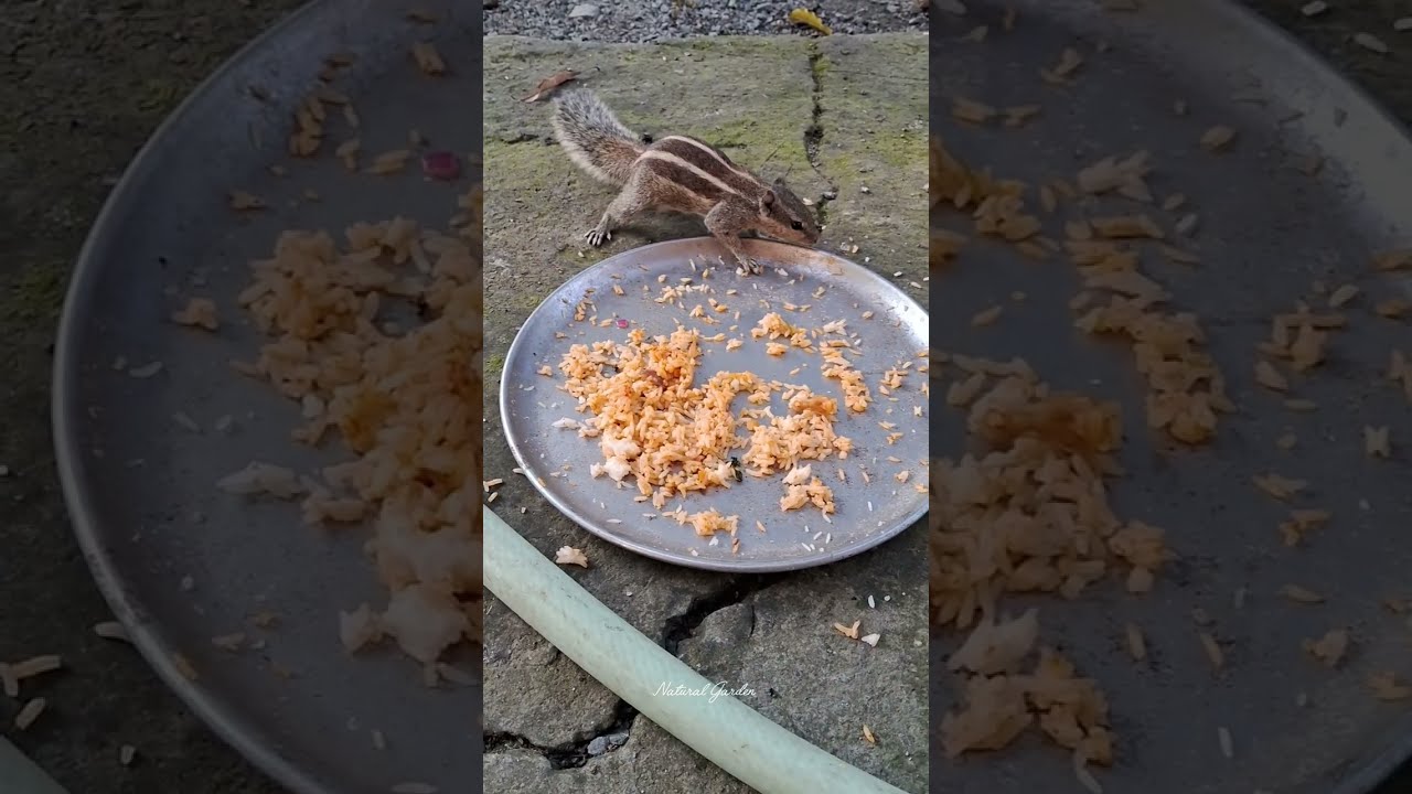 Enjoy Beautiful Squirrels Video 🐿 #nature #beauty #cute #squirrels 