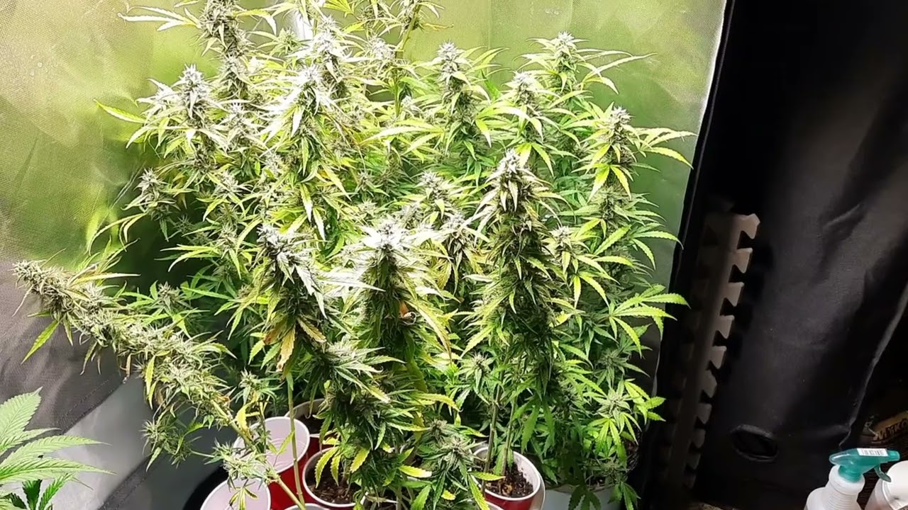 Seed To Harvest In 4 Minutes! Mephisto SODK S1 Autoflower Solo Cup & Small Pot Challenge