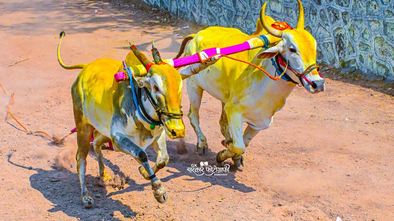📍पिपळवाडी २०२६⏰१०:३१ मिली 👑माऊली कृपा बैलगाडा संघटना- बाळासो लालजी बढेकर & शामशेठ बढेकर #घरचा_साज
