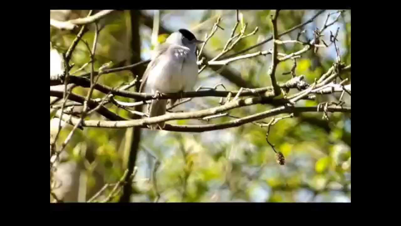 Black Cap Singing