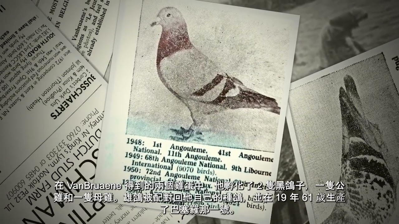 Vanbruaene 鴿子的故事