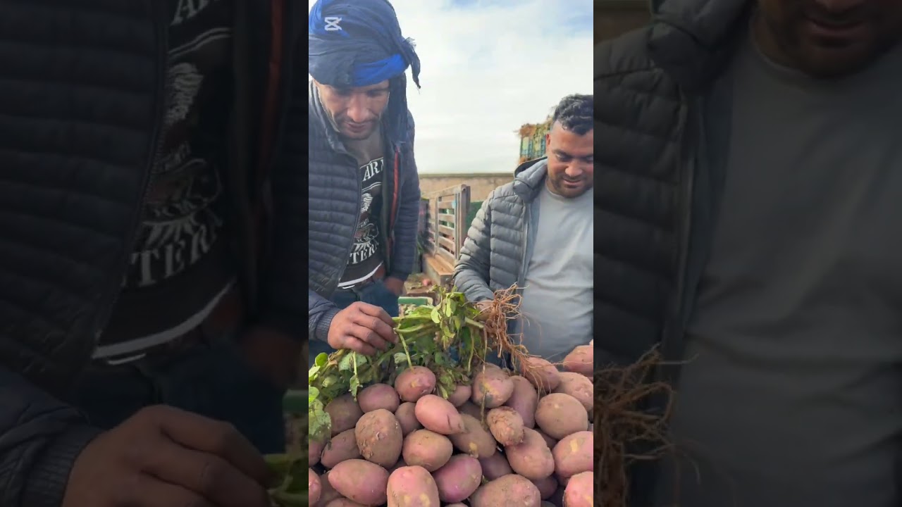 الاثمنة البطاطس انخفاض في البطاطس