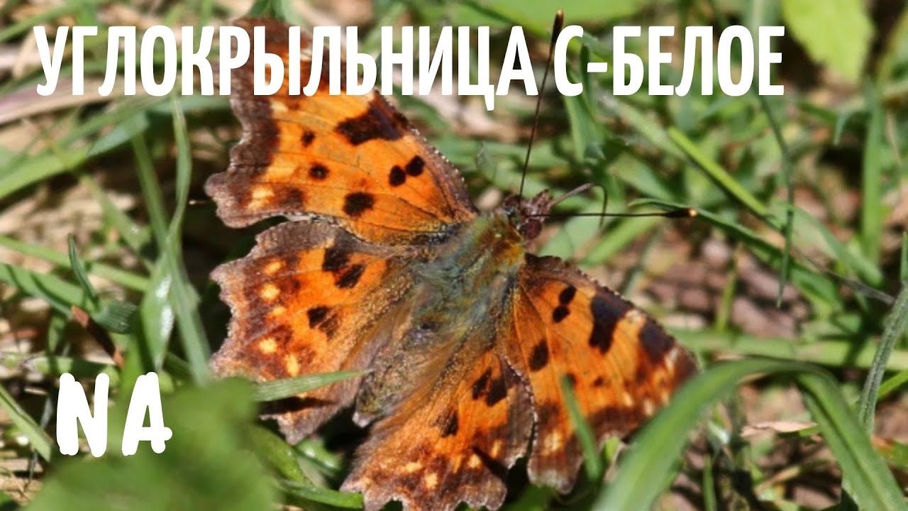 Углокрыльница С-белое (лат. Polygonia c-album). Дневная бабочка.