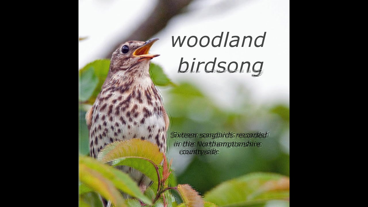 Woodland Birdsong: Sixteen Glorious Songbirds