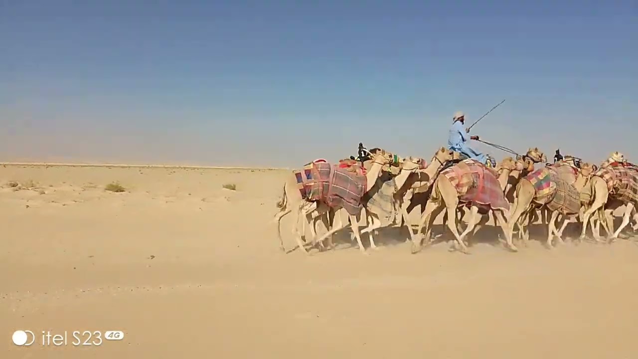 camel 🐪🐪🐪## Saudi Arabia 🇸🇦🌹🇵🇰