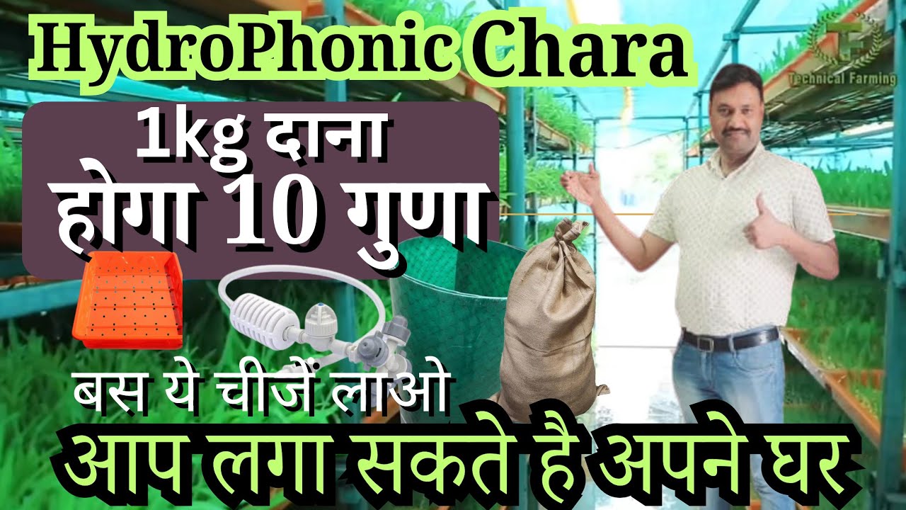 1kg दाने को 10 गुणा कर देगा हायड्रोफोनीक चारा 👍 hydroponic chara for cow