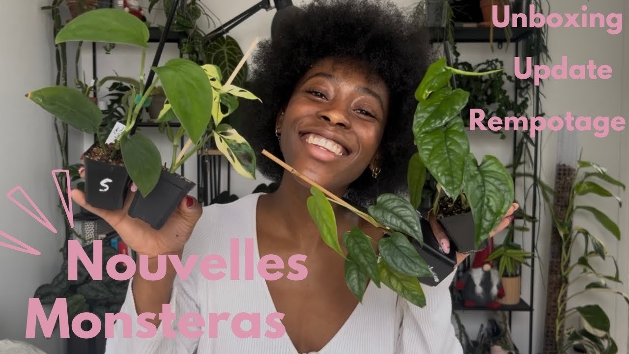 Mes monsteras : nouveaux arrivants, rempotage et projet de croissance 🆕👩🏾‍🌾📈
