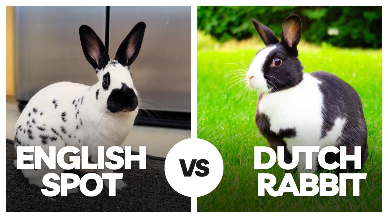Which Rabbit Is Right for You? English Spot vs Dutch (Full Comparison)