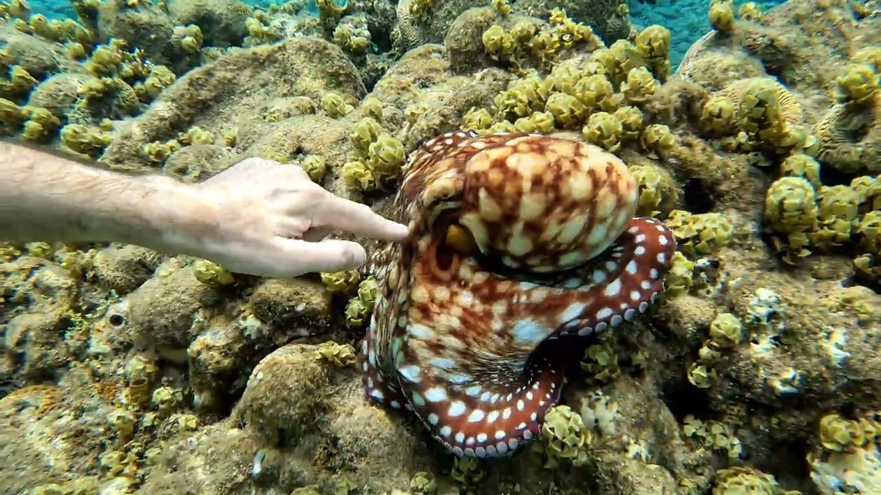 Eilat, 2023. Two octopuses.