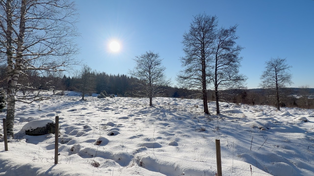 A nice walk on Valentine's Day in Swedish nature