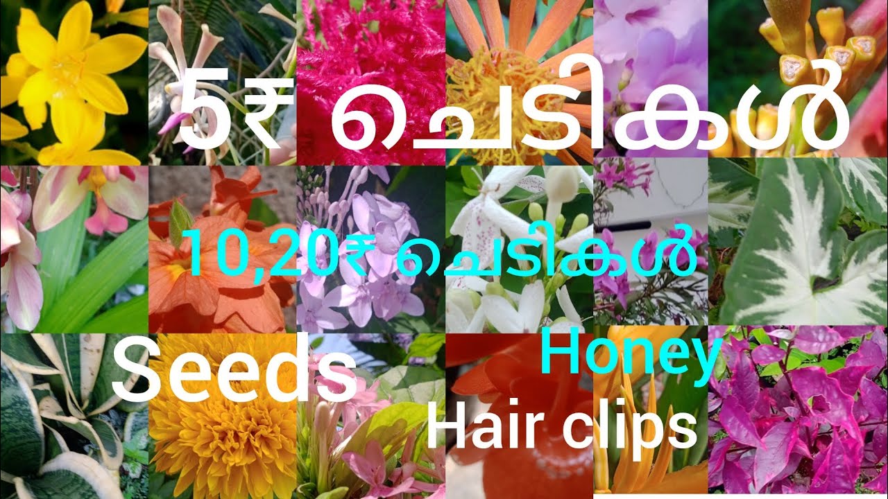 5 ₹ മുതൽ ചെടികൾ, വിത്തുകൾ,തേൻ, ക്ലിപ്പുകൾ... |🥰 9605220212 🥰| low cost plants, seeds, honey...|