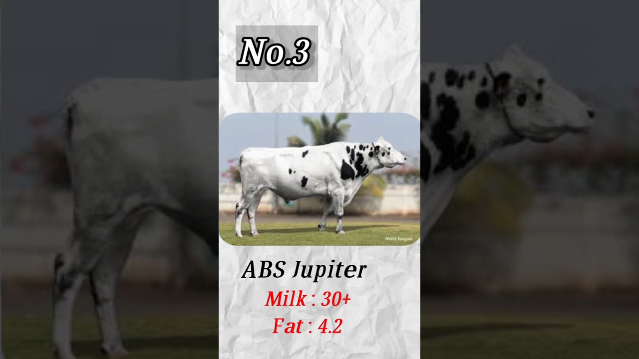 30 लिटर पेक्षा जास्त दूध देणारे जातिवंत वळू #abs jupiter #absspike #denmark40116