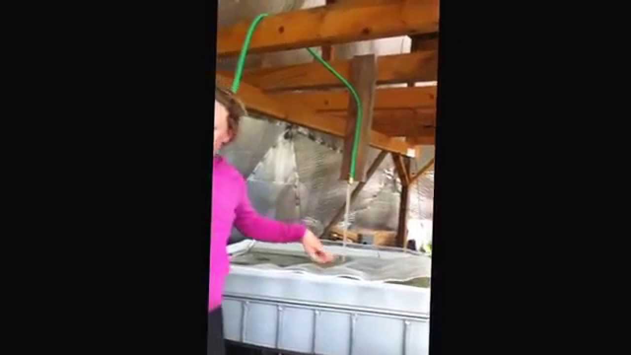Aquaponics Chop2 System @ the Food Hub Dome