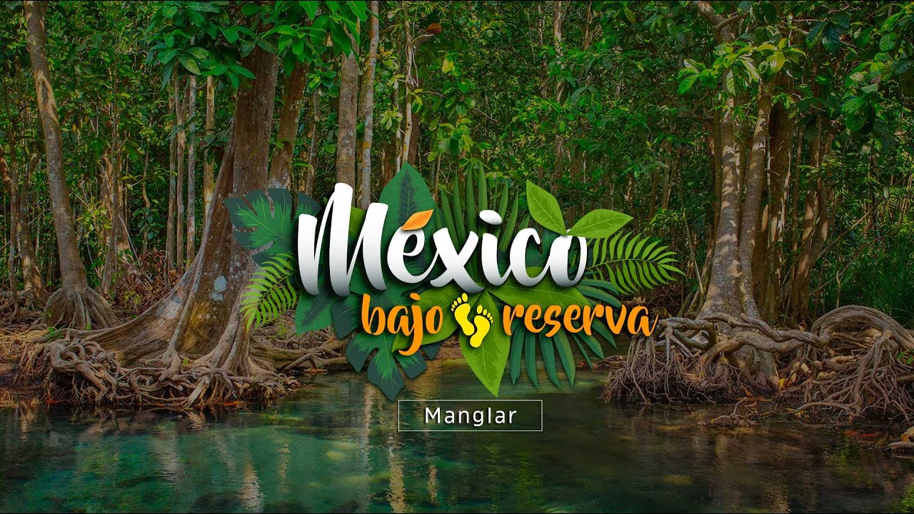 México bajo reserva | Manglar