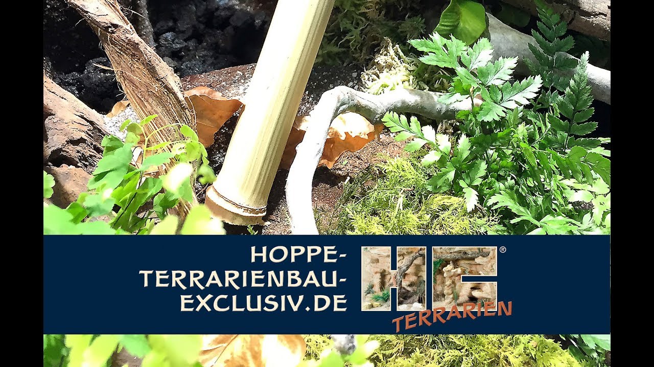 Bau eines Paludariums für Dendrobaten und Phelsumen