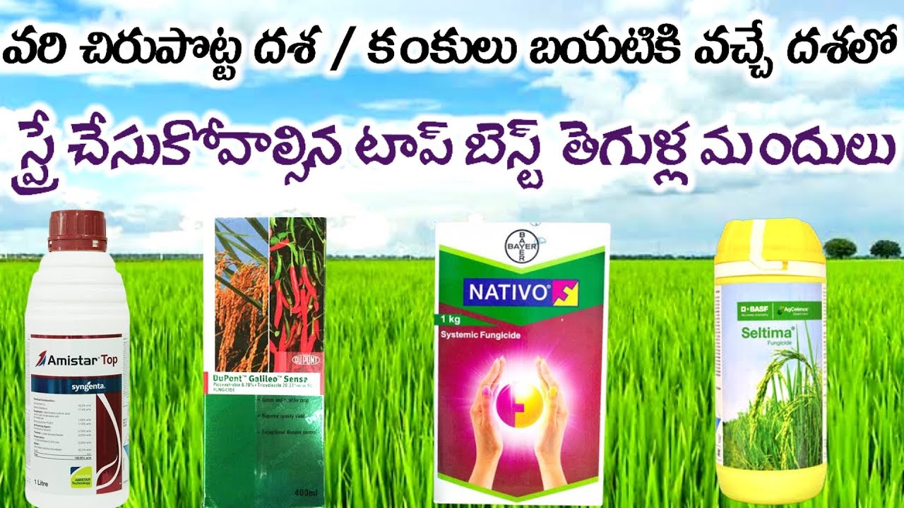 #varilo potta dasalo spray chesukovalsina thegulla mandulu #Top fungicides in paddy