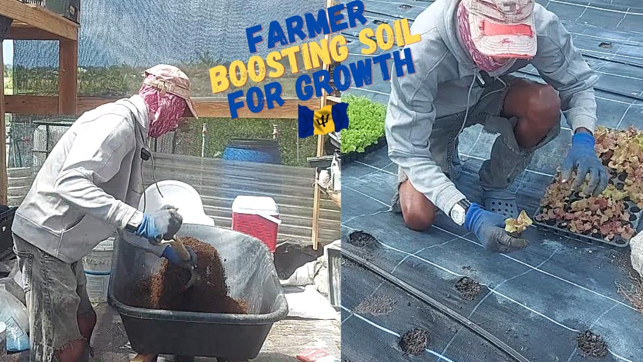 OUTSTANDING MALE FARMER IN BARBADOS SHARES HIS SKILLS IN FARMING & WORKS HARD NURTURING THE SOIL