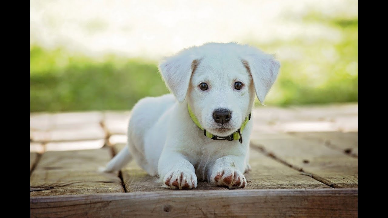 🆓[FREE] 🔊🐕 Cachorro quej&aacute;ndose y gimiendo |Efecto de sonido|