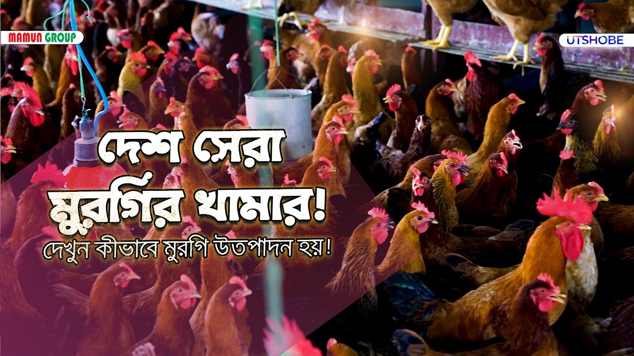 Poultry Farming in Bangladesh | murgir khamar | Utshobe