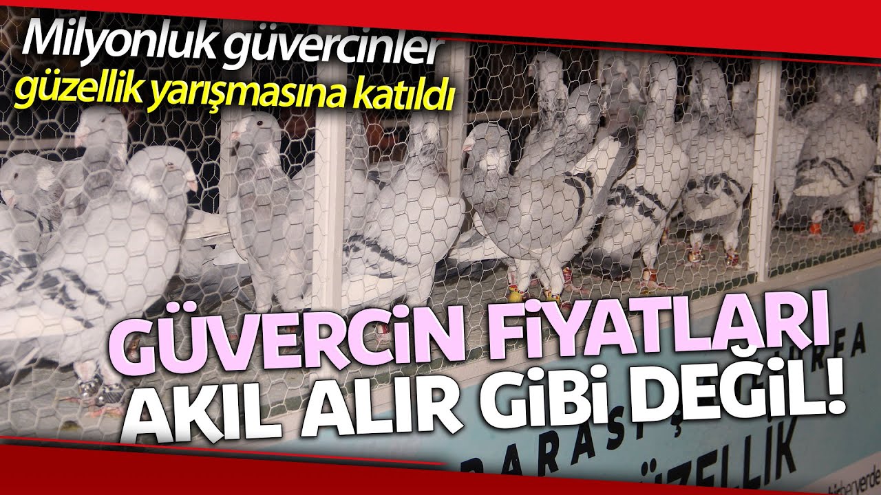 Güzellik Yarışmasına Katılan Güvercinlerin Fiyatı Dudak Uçuklattı